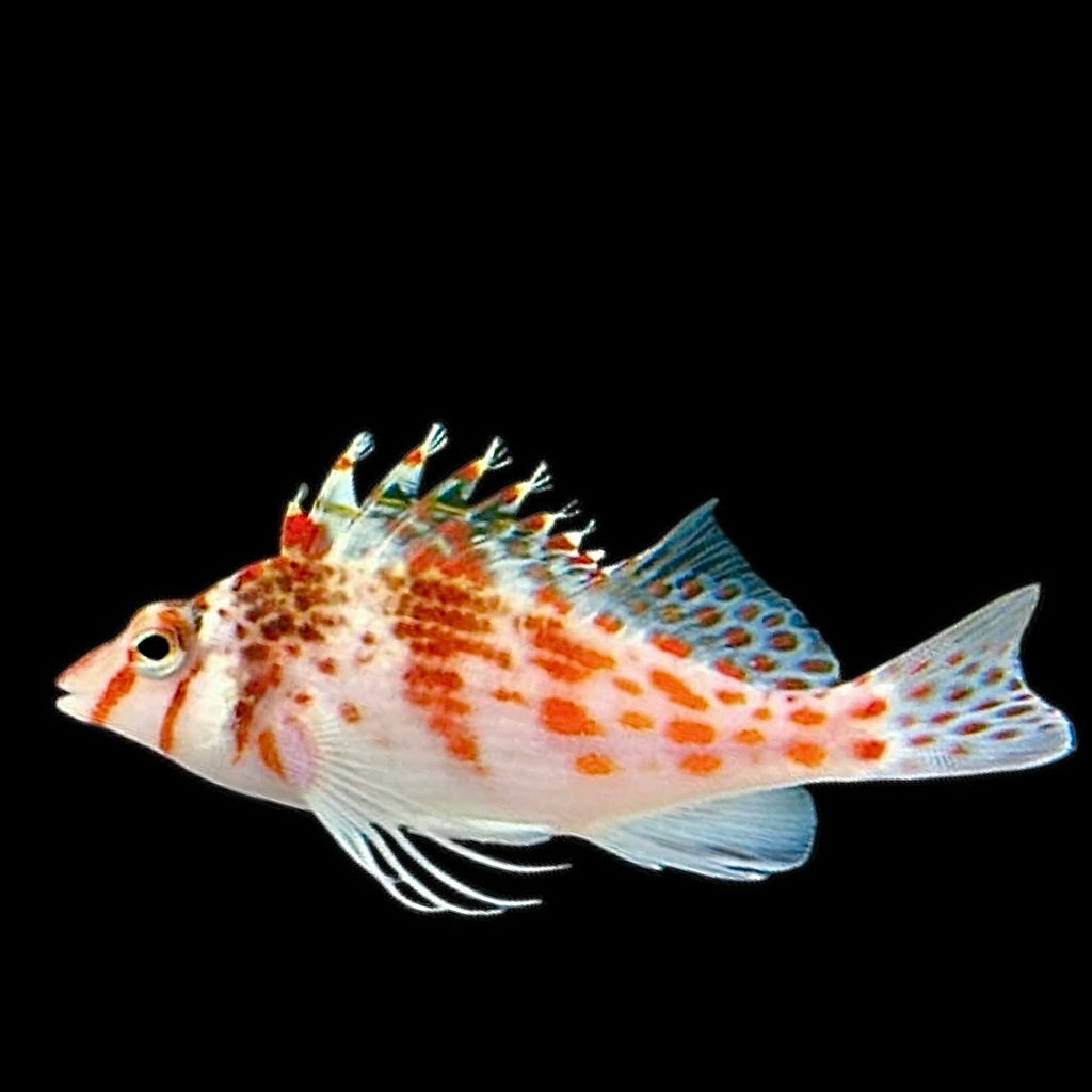 Aquarium Conditioned-Falco Hawkfish