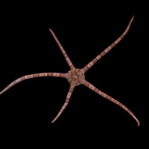 Special-Florida Reef Mini Serpent Starfish (Small Size)