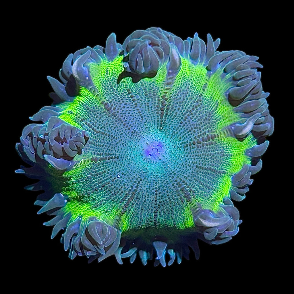 WYSIWYG Neon Rim Rock Flower Anemone