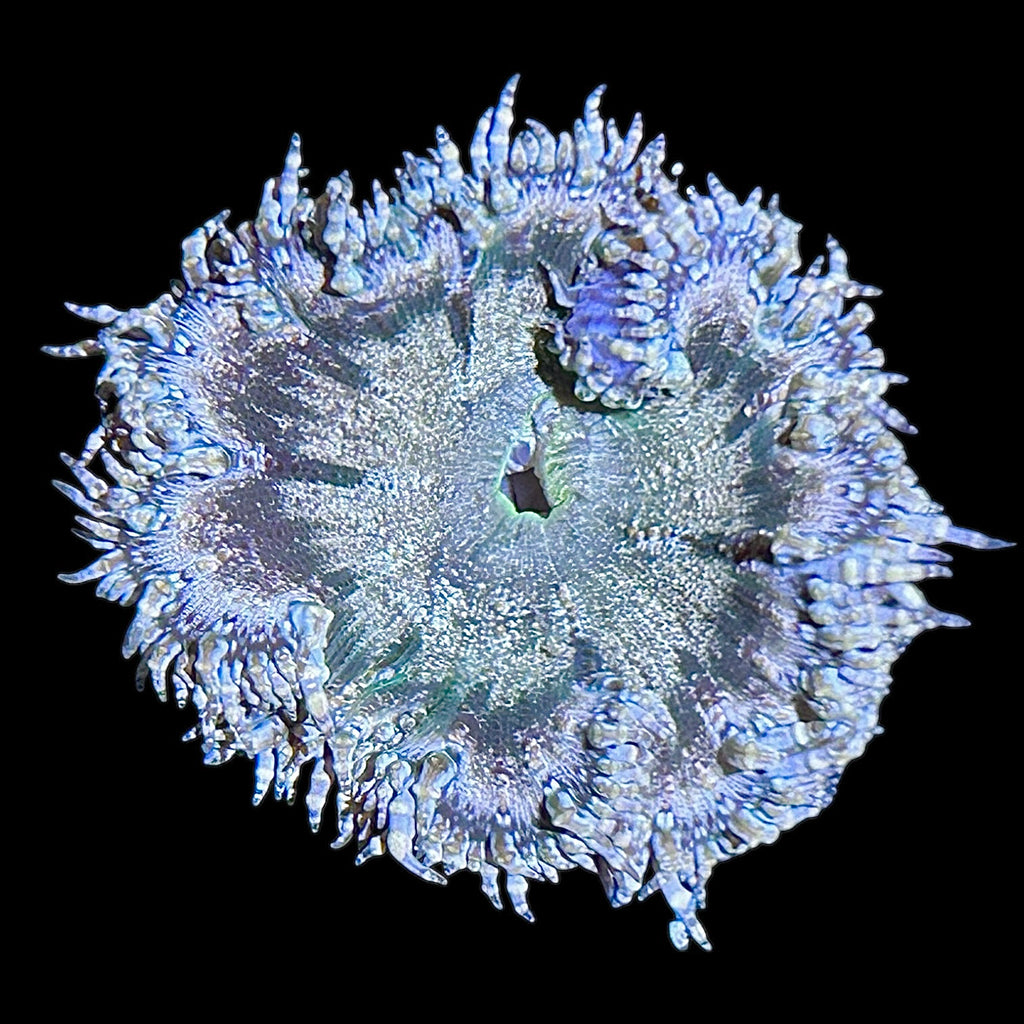 WYSIWYG Fancy Rock Flower Anemone