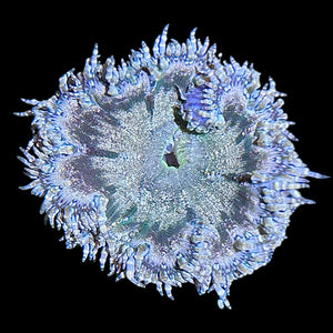 WYSIWYG Fancy Rock Flower Anemone