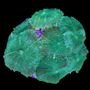 WYSIWYG Neon Green Rhodactis Mushroom-Coral Colony