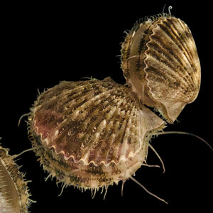 Gray Scallop