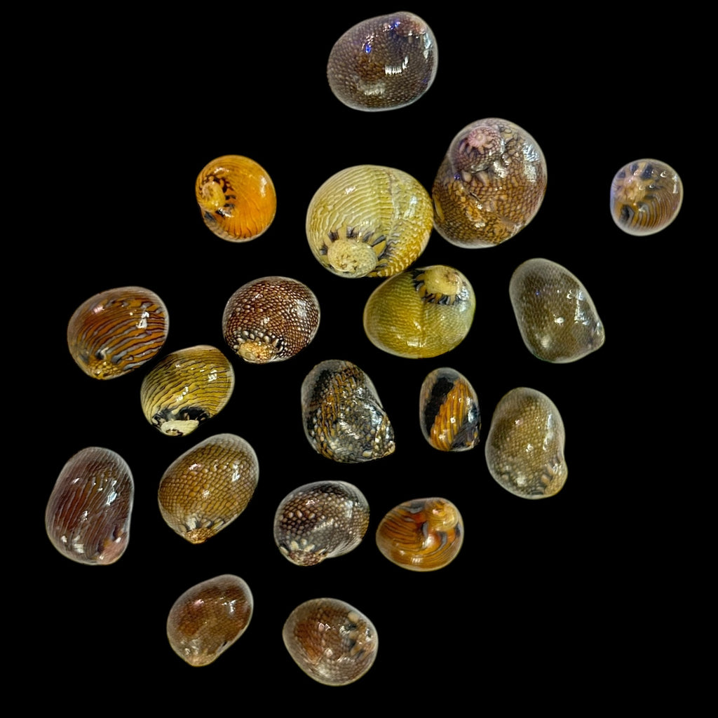 Special-10 Pack Special-Mexican Nerite Snail (Pretty Shells)