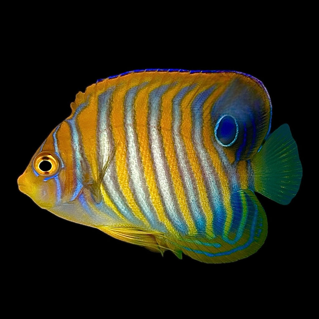 Aquarium Conditioned-Regal Angelfish