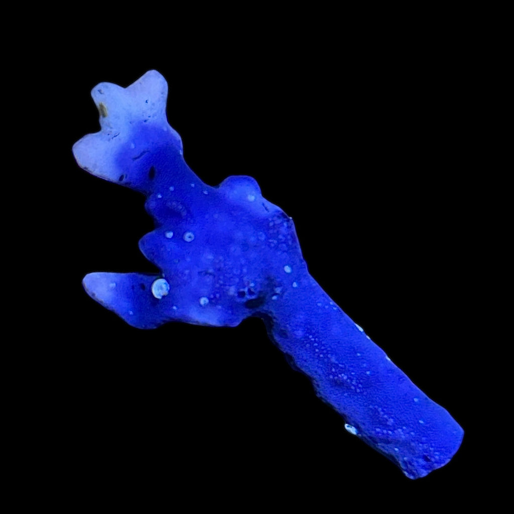 Indonesian Blue Lace Coral-Frag