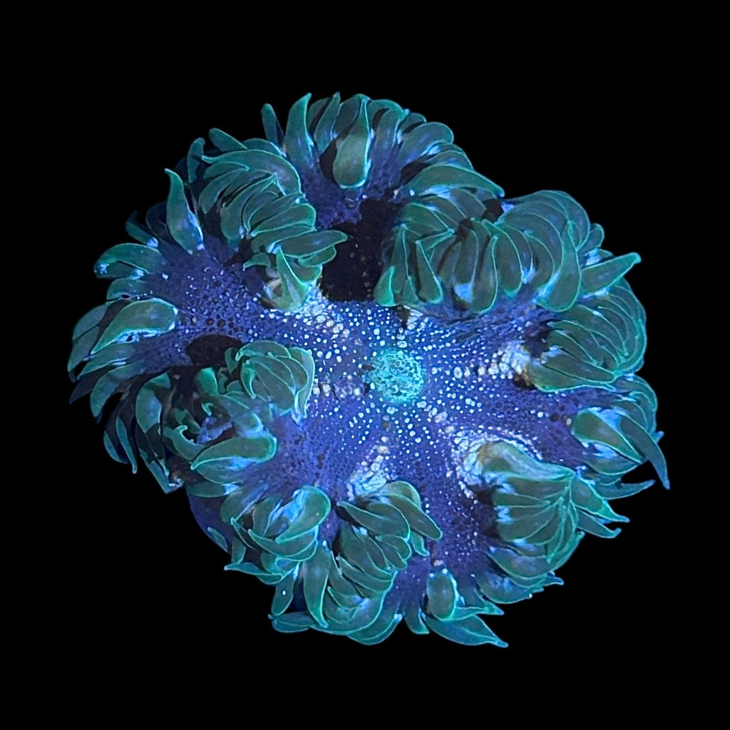 WYSIWYG Fancy Rock Flower Anemone