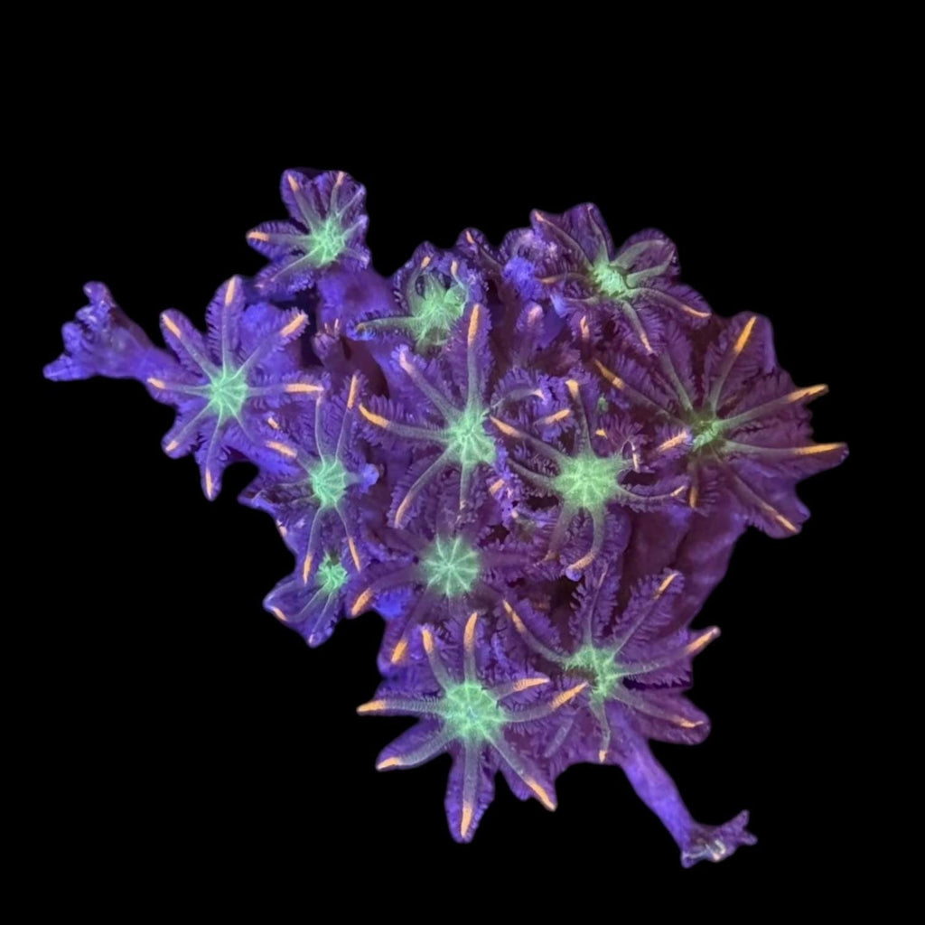 Special-Firecracker Clove Polyp Frag-Aquacultured