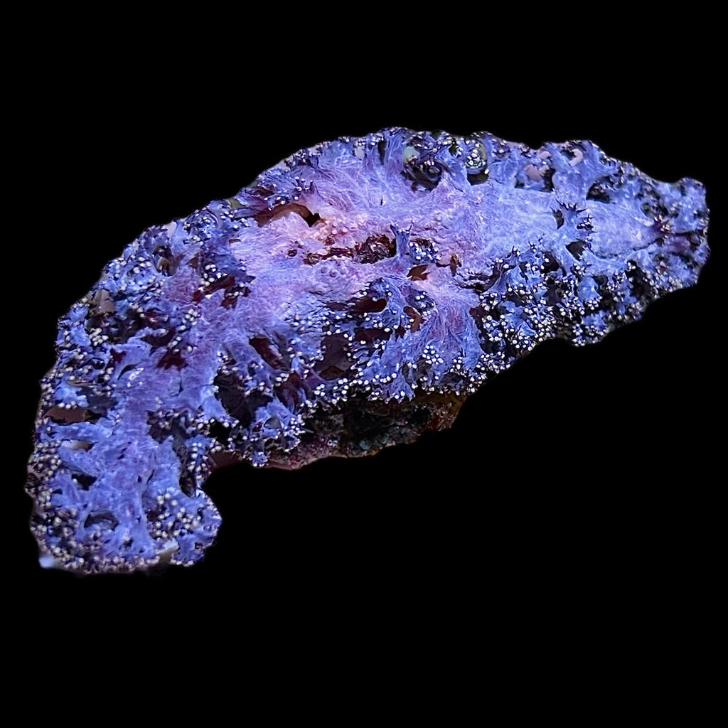WYSIWYG Australian Purple Carnation Dendronephthya-Coral Colony (Non Photosynthetic)