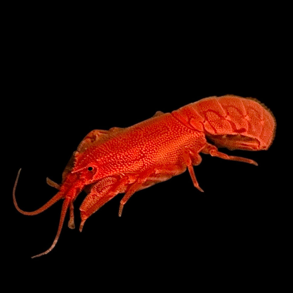 Copper Bali Reef Lobster