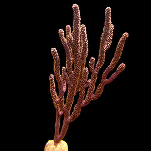 Purple Candelabra Gorgonian-Photosynthetic