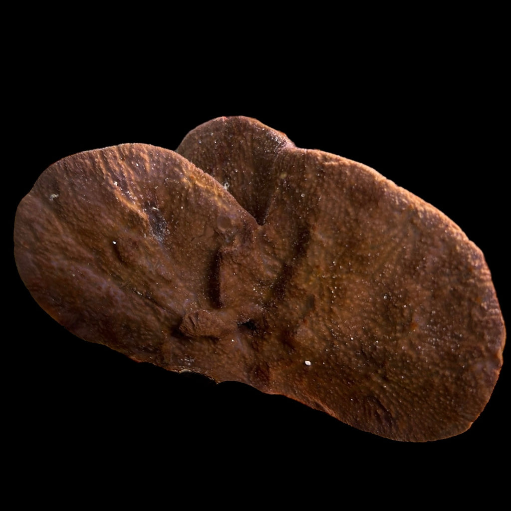 WYSIWYG Large Caribbean Paddle Sponge