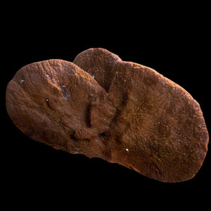 WYSIWYG Large Caribbean Paddle Sponge