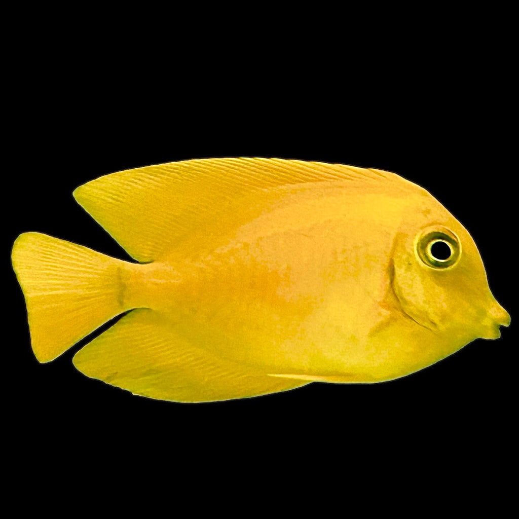Aquarium Conditioned- Yellow Mimic Tang Juvenile
