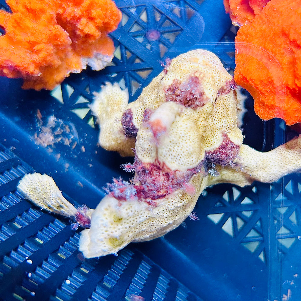 Aquarium Conditioned-Painted Frogfish