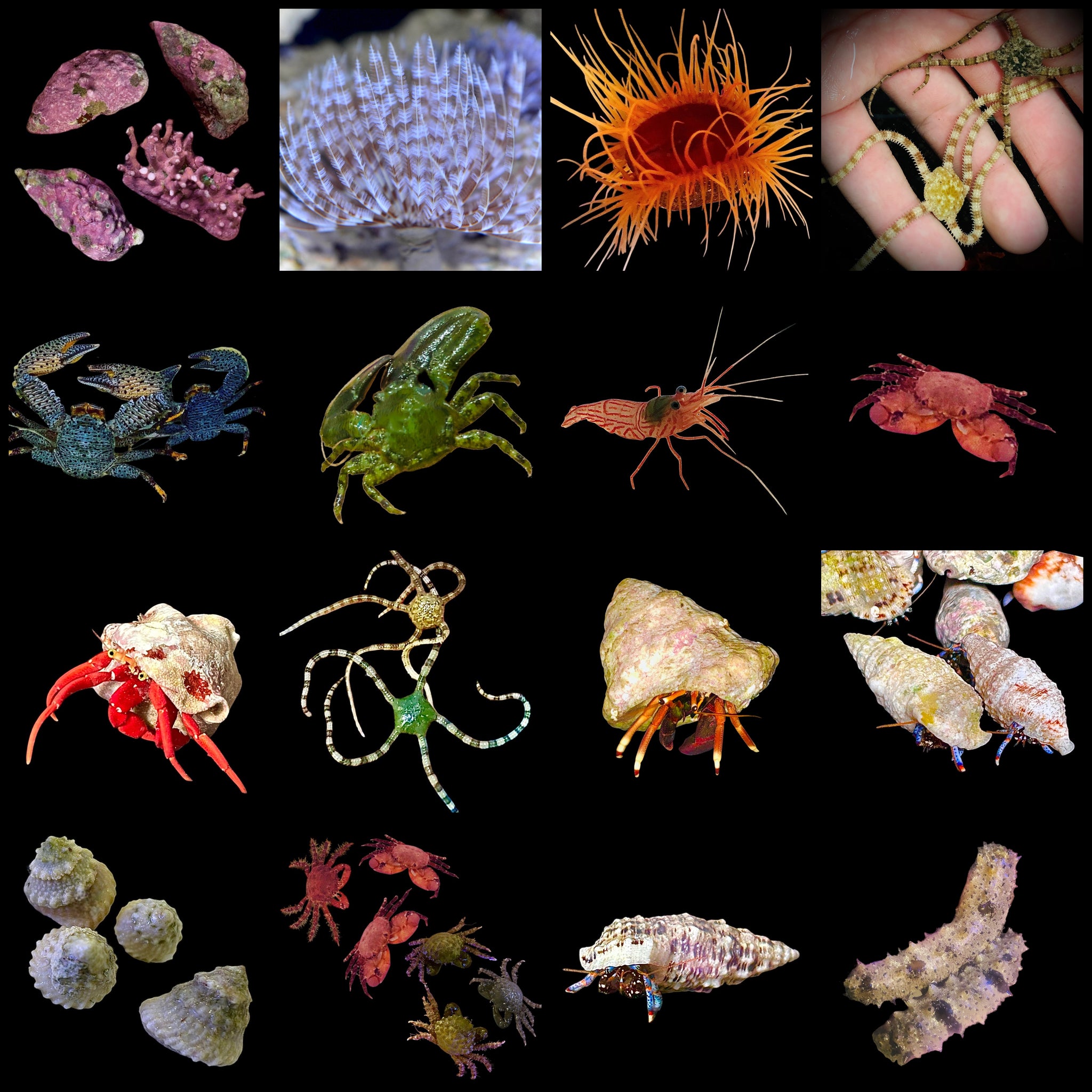 Saltwater Invertebrates