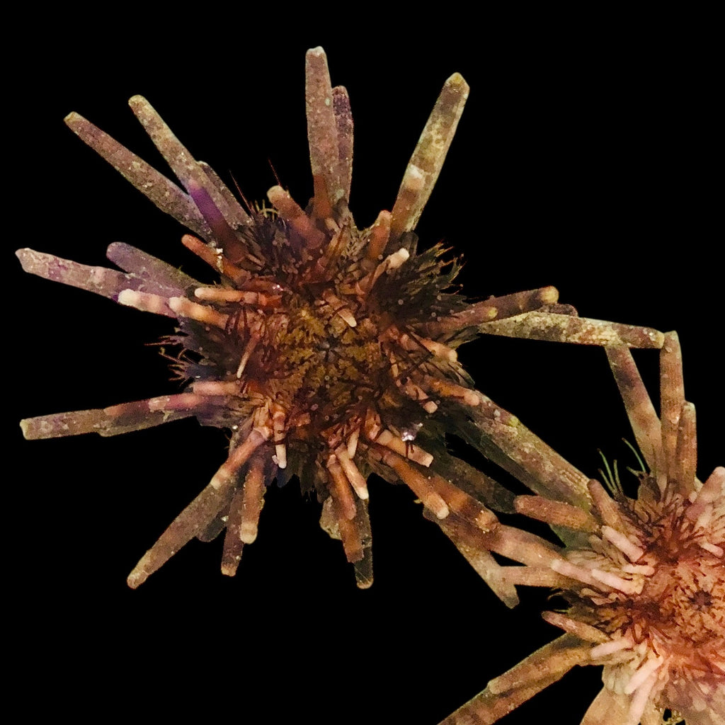 Pencil Urchin-Small (Amazing Algae Eaters)