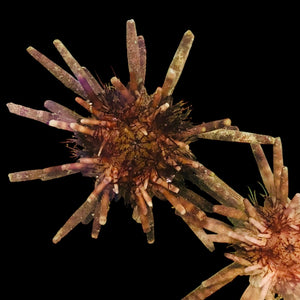 Pencil Urchin-Small (Amazing Algae Eaters)