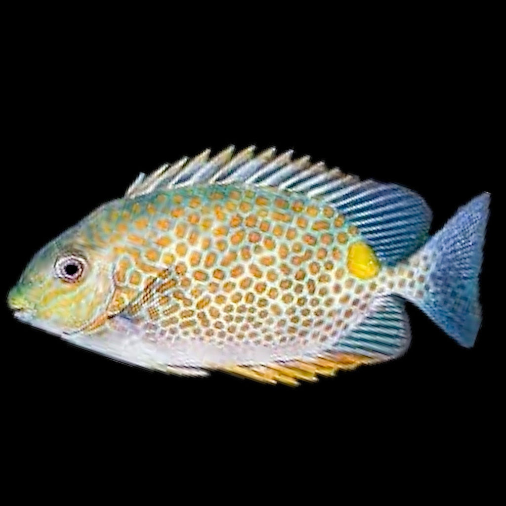 Aquarium Conditioned-Orange-Spotted Foxface Rabbitfish
