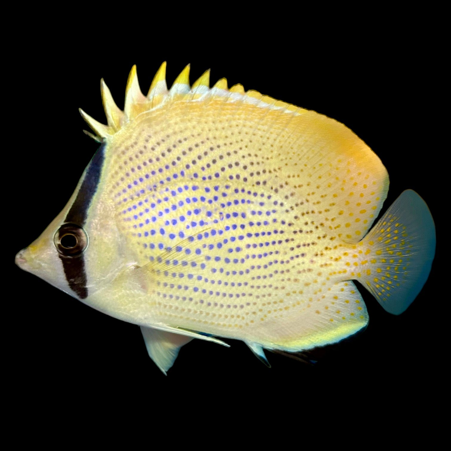 Aquarium Conditioned-Speckled Citron Butterflyfish