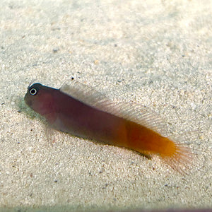 Aquarium Conditioned-Bicolor Blenny