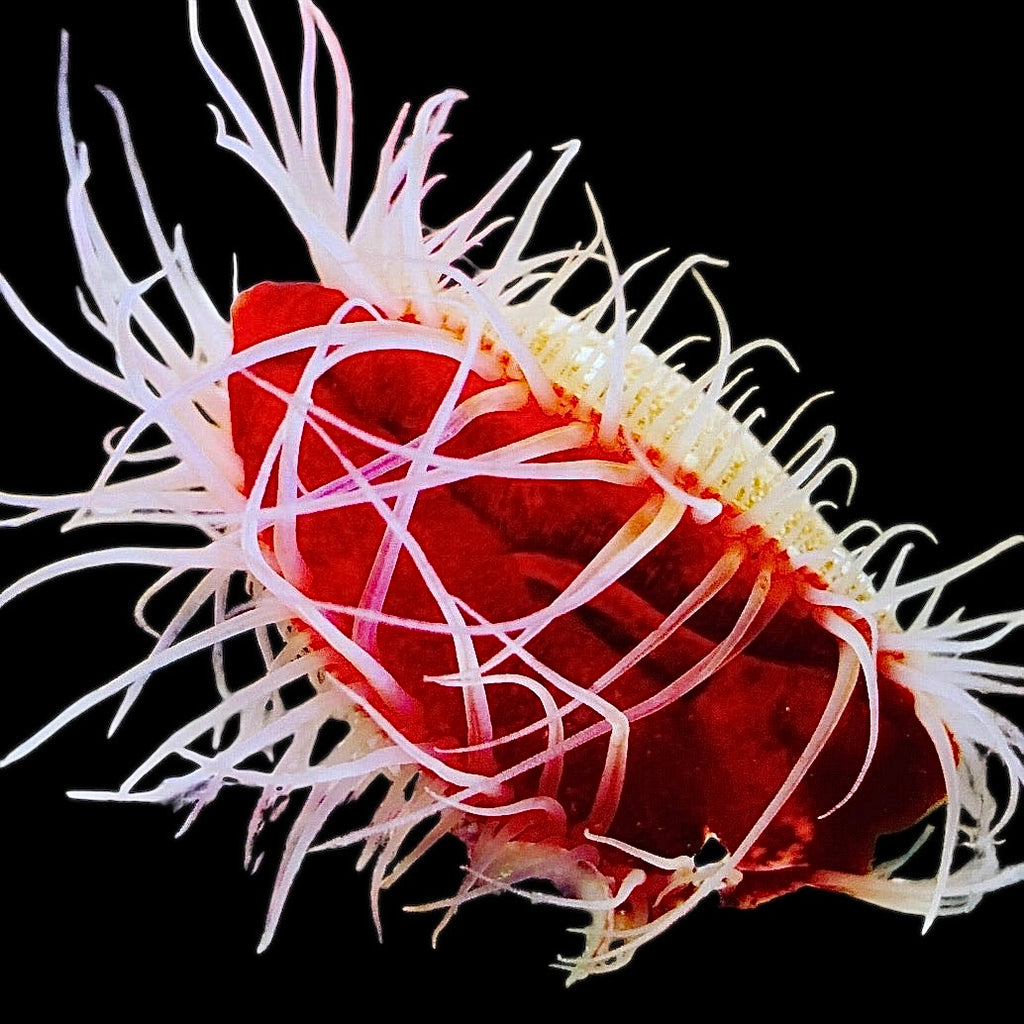 Flame Scallop with Light Fringes