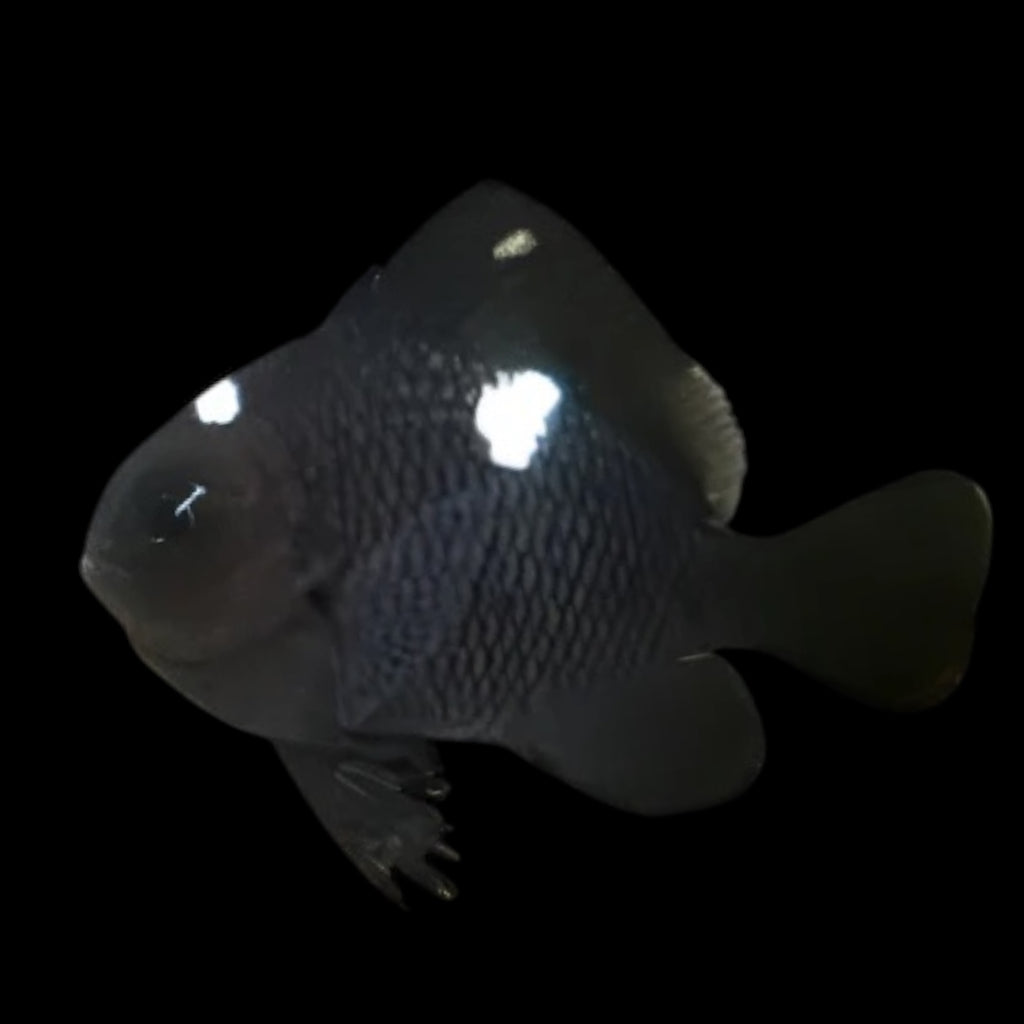 Aquarium Conditioned-Domino Damselfish