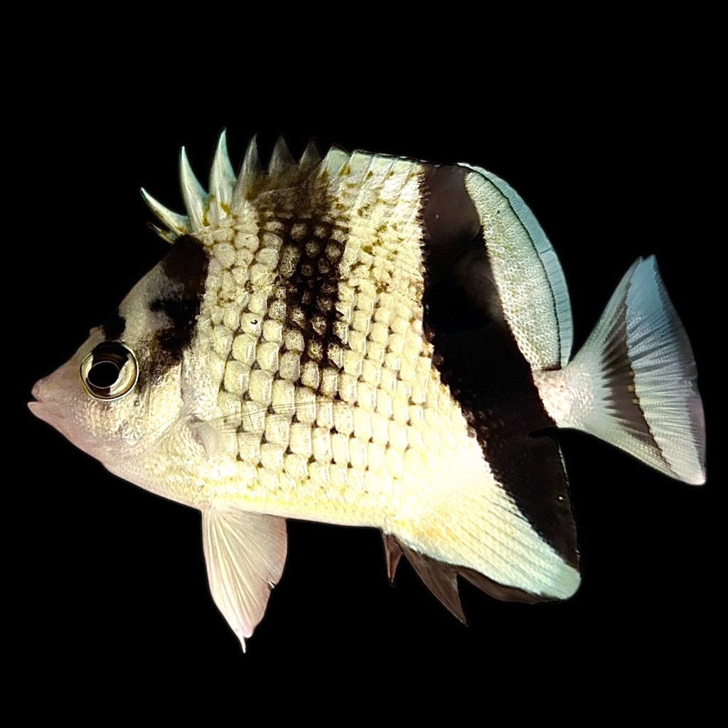 Aquarium Conditioned-Black Pearlscale Butterflyfish