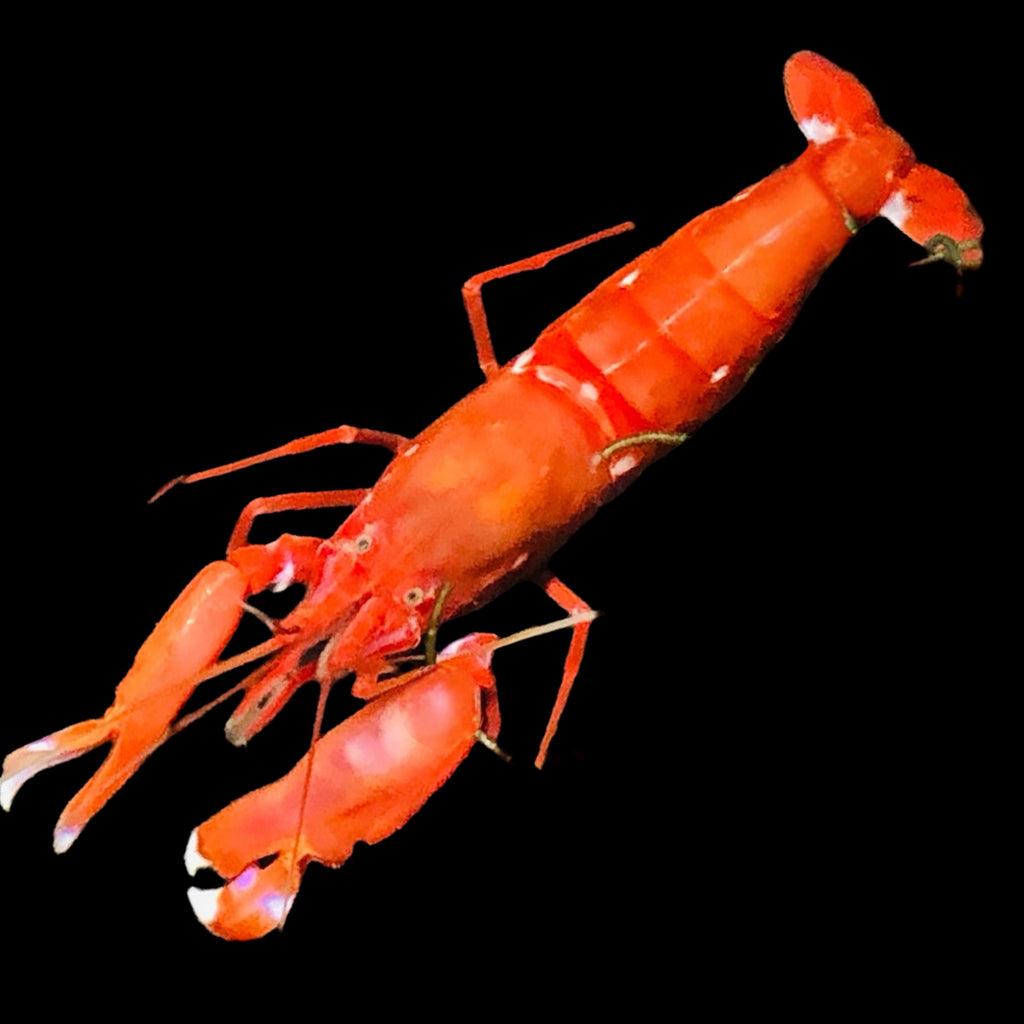 Bright Red Japanese Pistol Shrimp-Great Sand Sifters