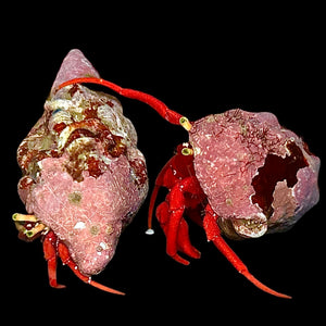 Scarlet Hermit Crabs (with Coralline Algae Shell)