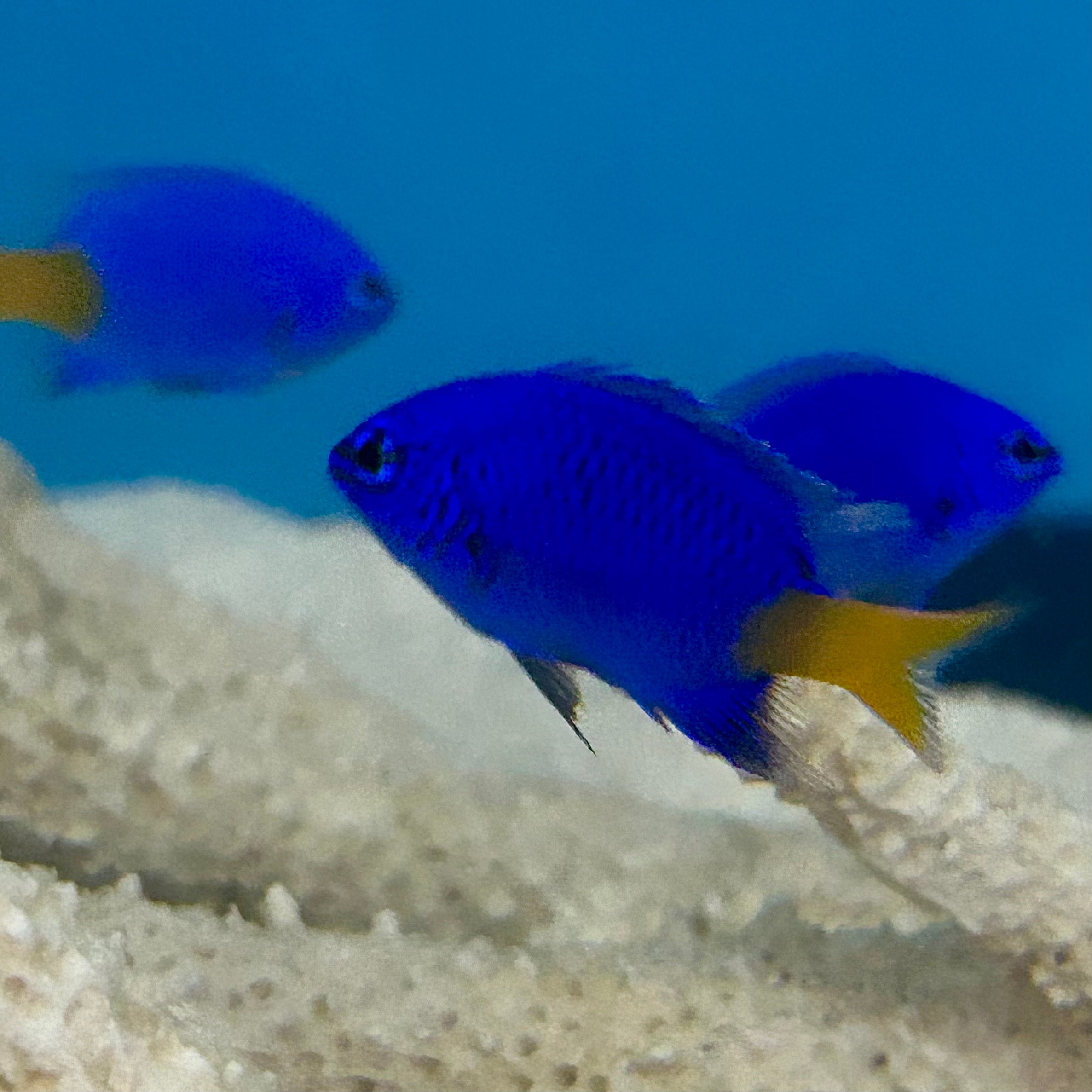 NEW ARRIVAL Aquarium Conditioned-Yellowtail Blue Damselfish