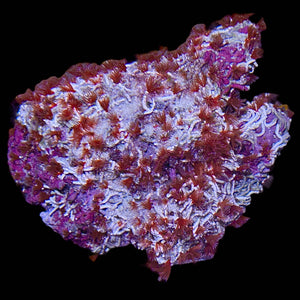 Red Tubeworm Colony (Large Size)