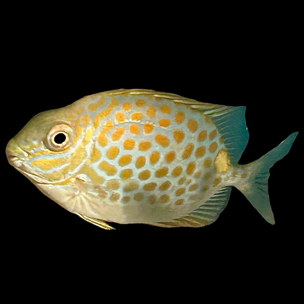 Aquarium Conditioned-Orange-Spotted Foxface Rabbitfish