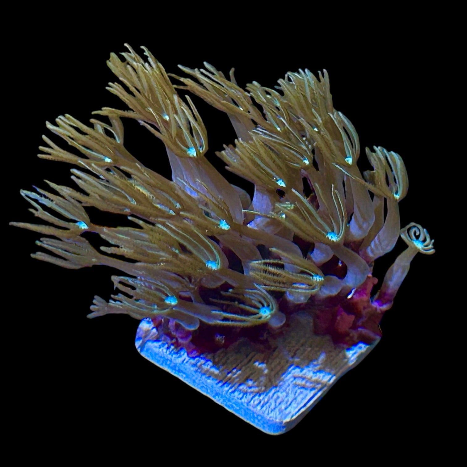 Hard Coral Frags – Alyssa's Seahorse Savvy