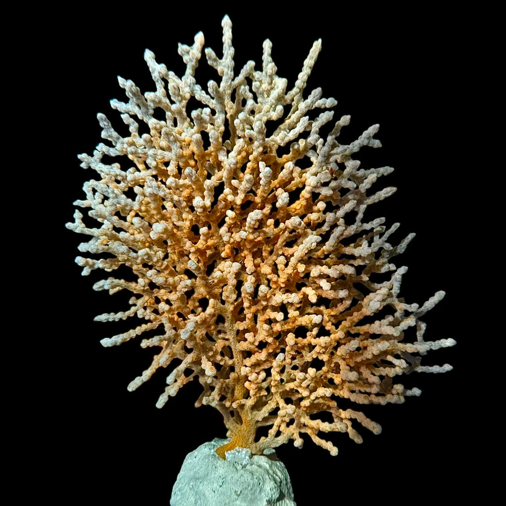 Indonesian Warted Gorgonian