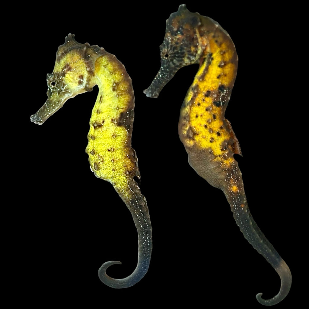 Captive Bred-Kuda Seahorse-Pair