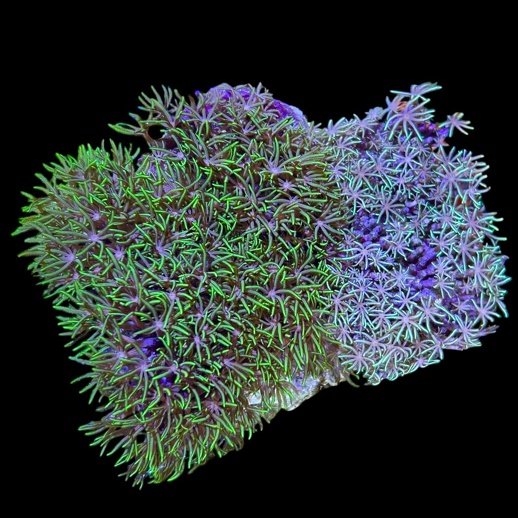 WYSIWYG Neon Green Star Polyps-Coral Colony