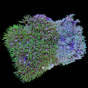 WYSIWYG Neon Green Star Polyps-Coral Colony