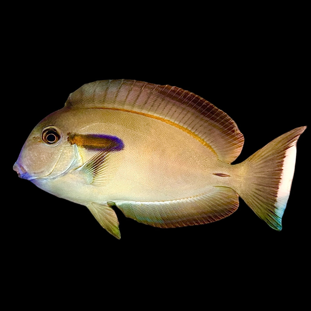 Aquarium Conditioned-Orange Shoulder Tang