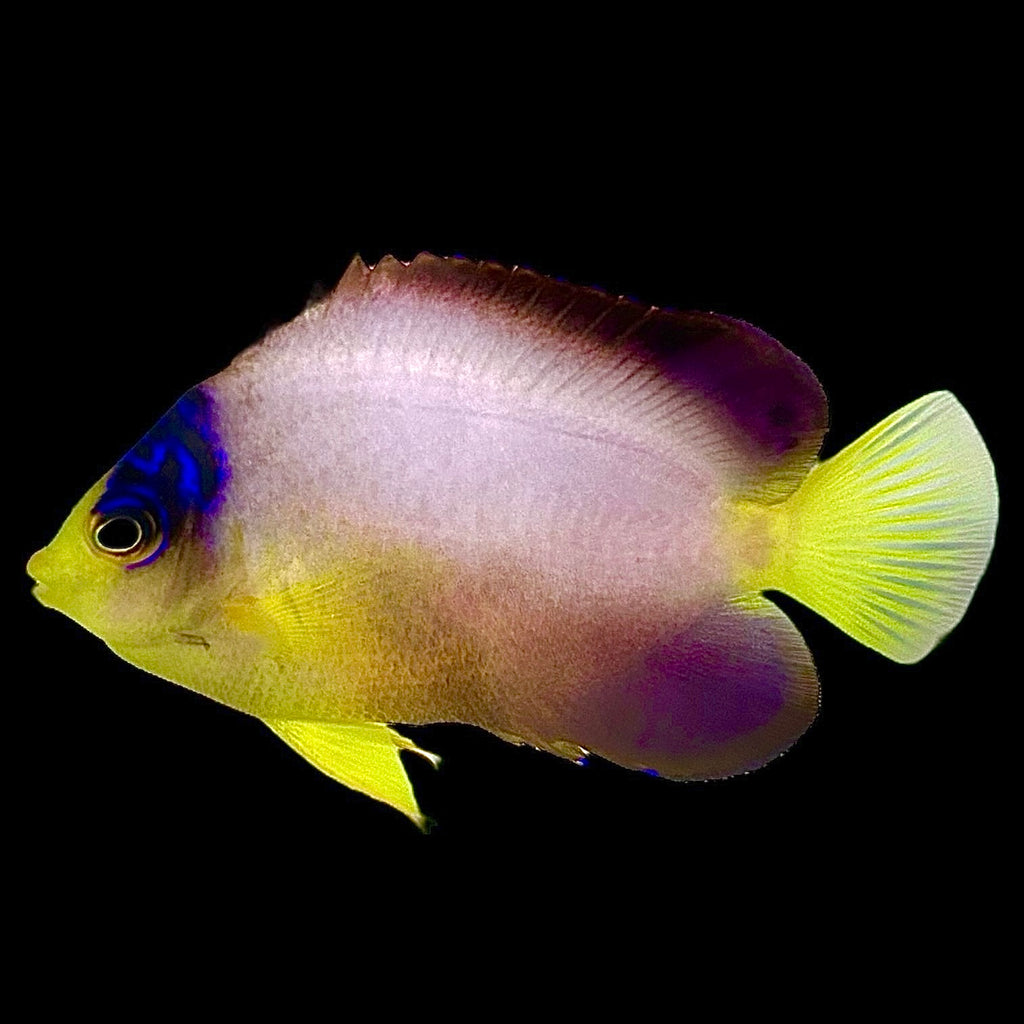 Aquarium Conditioned-Multicolor Angelfish