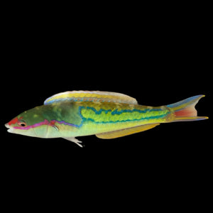Aquarium Conditioned-Royal Rainbow Pencil Wrasse