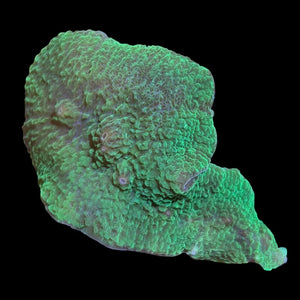 WYSIWYG Green Elephant Ear Mushroom-Coral Colony