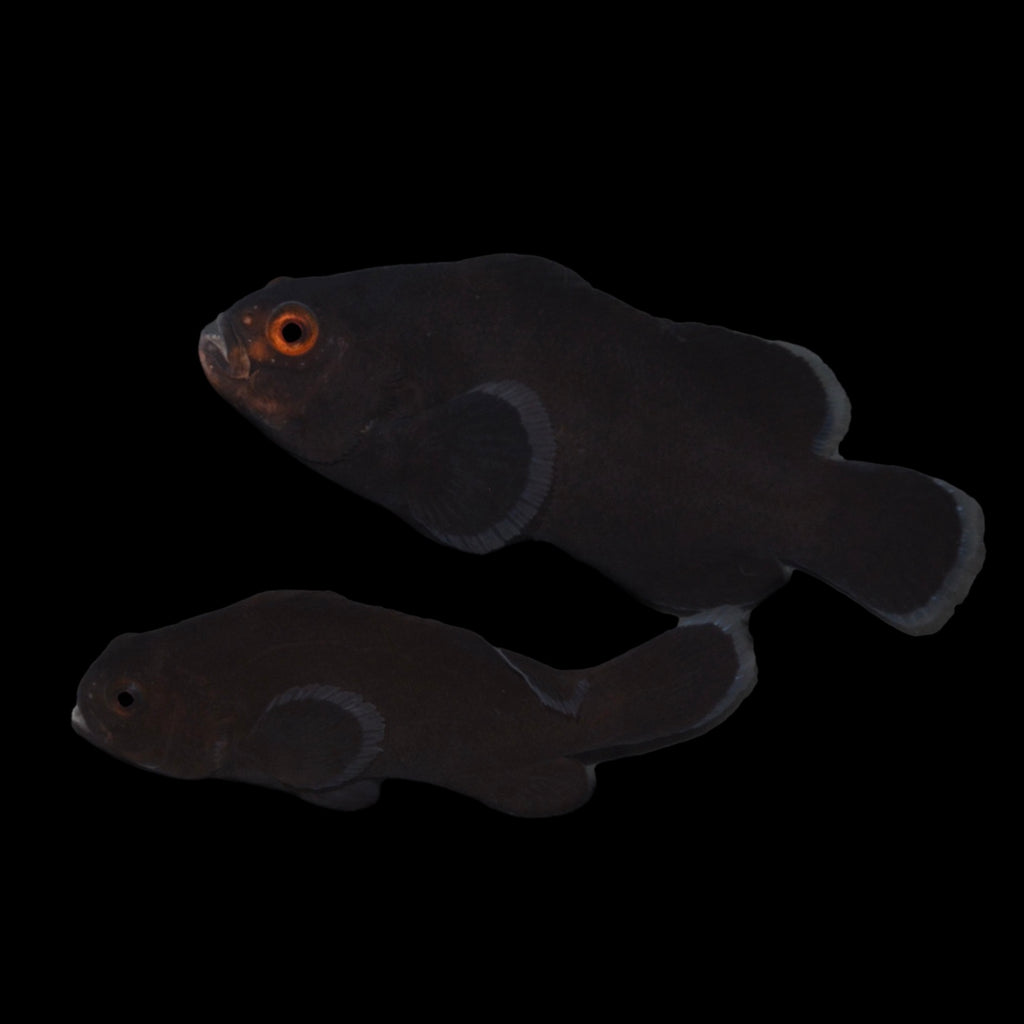 Captive Bred-Midnight Ocellaris Clownfish-Pair