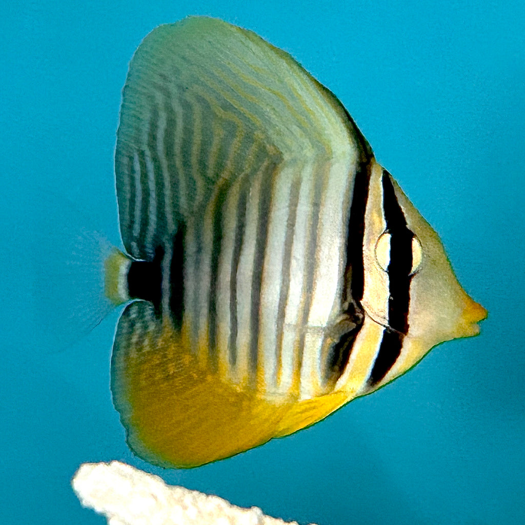 Aquarium Conditioned-Desjardini Sailfin Tang