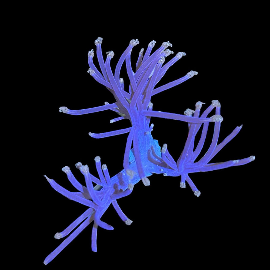 Special-Cespitularia Coral-Aquacultured