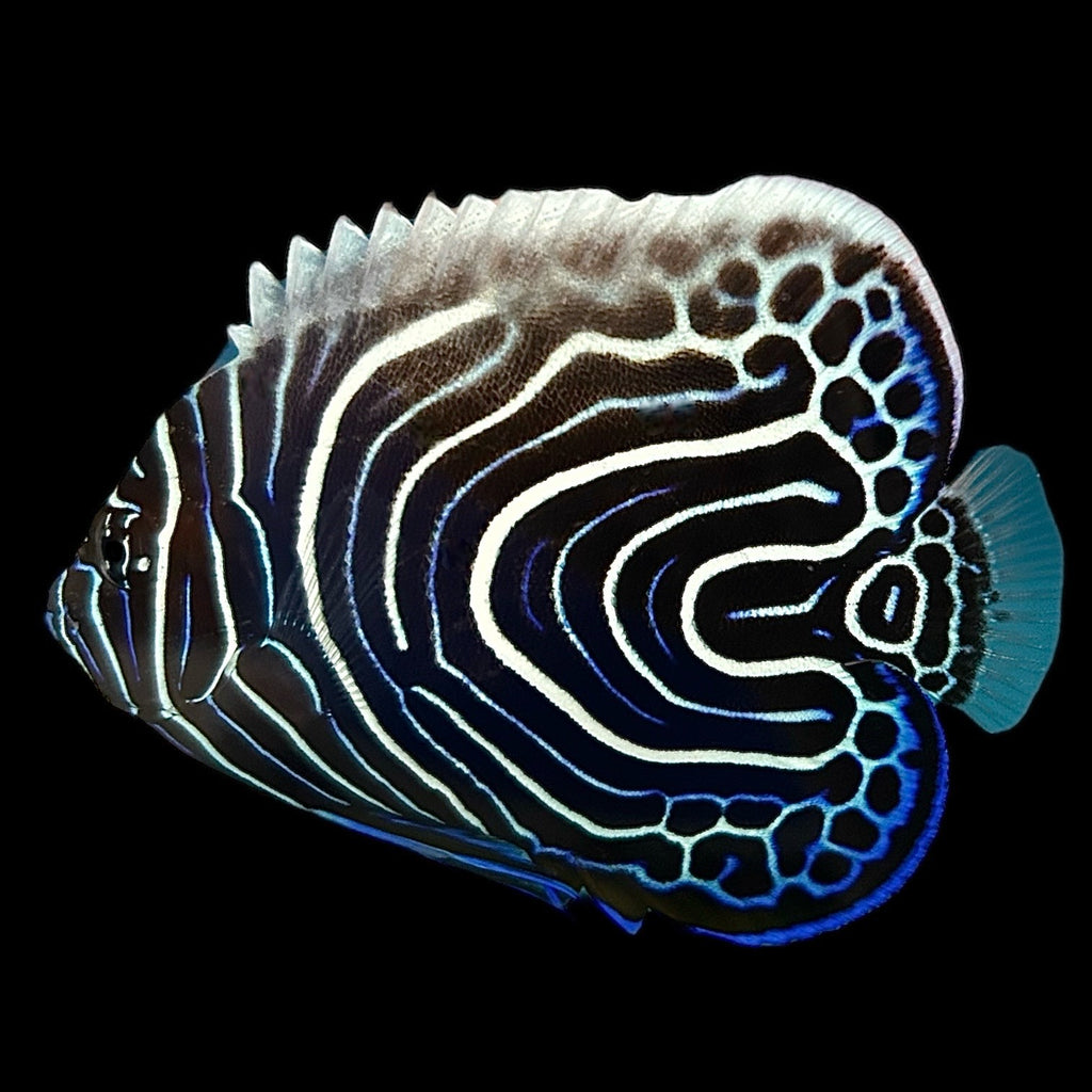 WYSIWYG Aquarium Conditioned-Emperor Angelfish Juvenile