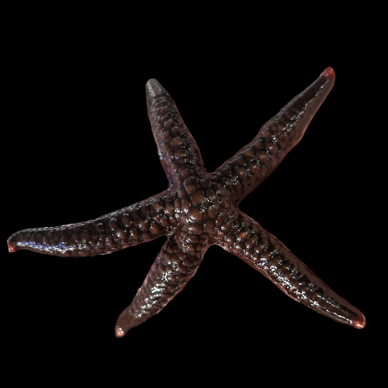 Black Linkia Starfish