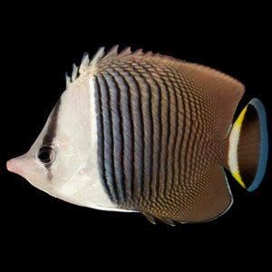 Aquarium Conditioned-Red Sea White Faced Butterflyfish