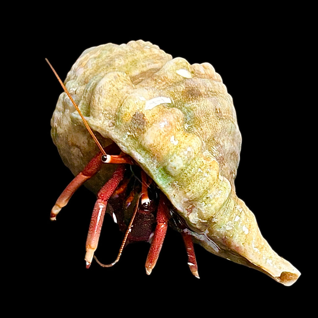 Stocky Orange Claw Hermit Crab-Amazing Algae Eaters (Popular)