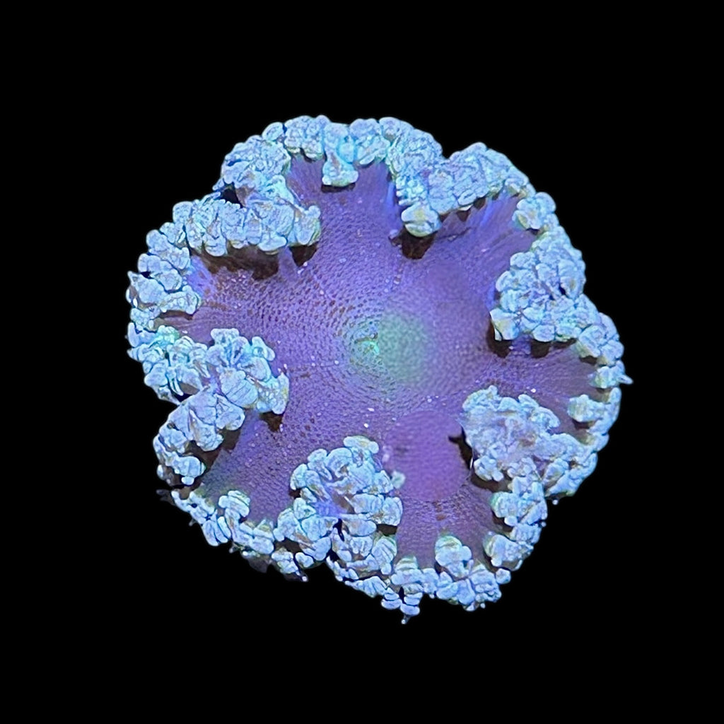 WYSIWYG Dark Center Rock Flower Anemone
